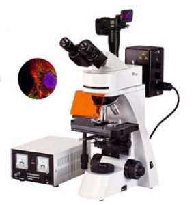 数码型荧光显微镜 TXM-400D