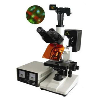 普通型荧光显微镜 BFM-400