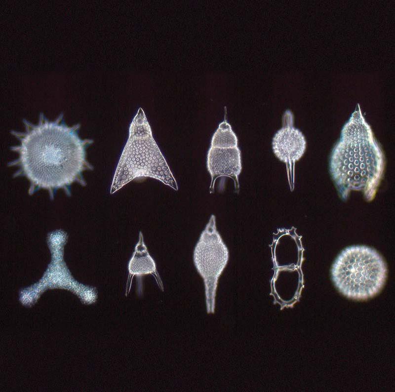 有孔虫目化石样本，暗场成像，平场消色差物镜&nbsp;40×/0.65