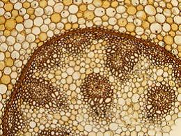 幽谷百合 - 铃兰花