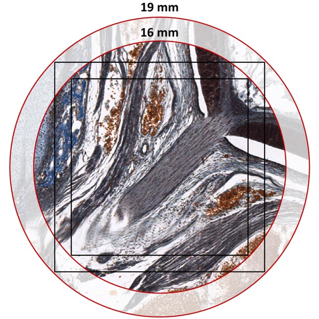 DM4 B & DM6 B宽视场 DM4 B & DM6 B宽视场