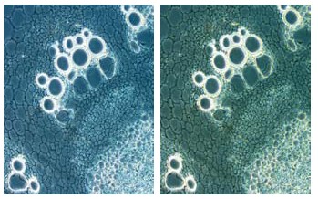 恒定色彩强度控制