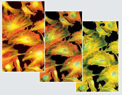 红色和绿色荧光发射的可再现渐光段