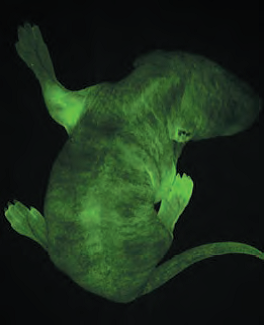 功能**但又不失个性