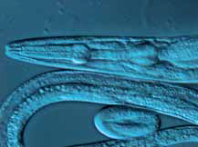 微分干涉相衬(DIC)下记录的线虫