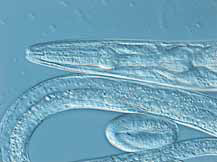 微分干涉相衬(DIC)下记录的线虫