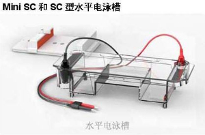 水平电泳仪 SC