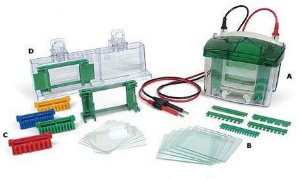 凝胶垂直电泳仪 Mini P-4