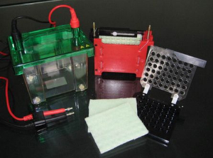 转印电泳槽 HT-ZY02