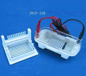 琼脂糖水平电泳仪 DYCP-31BN