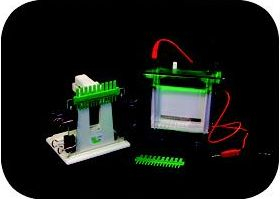 小型双垂直电泳槽 DY-24D